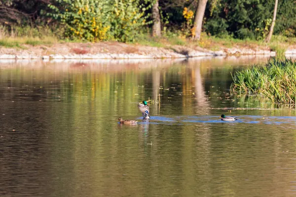 Erkek Dişi Ördekler Batan Güneşin Altında Gölette Yüzerler — Stok fotoğraf