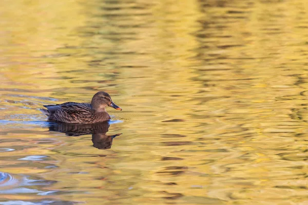 Patos Machos Hembras Nadan Agua Estanque Atardecer — Foto de Stock