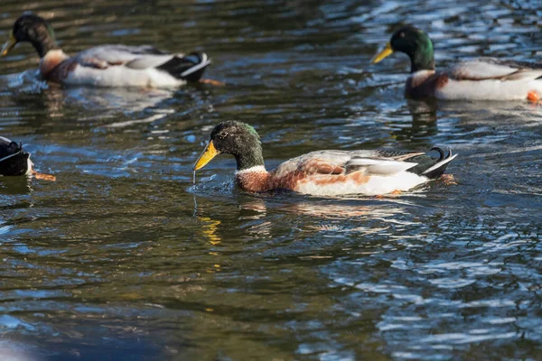 Male Female Ducks Swim Water Pond Setting Sun — Stock Photo, Image