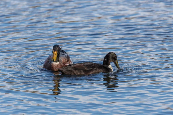 Männliche Und Weibliche Enten Schwimmen Wasser Auf Einem Teich Der — Stockfoto