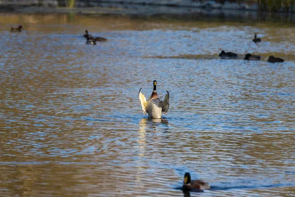 雄鸭和雌鸭在夕阳西下的池塘里游泳 — 图库照片
