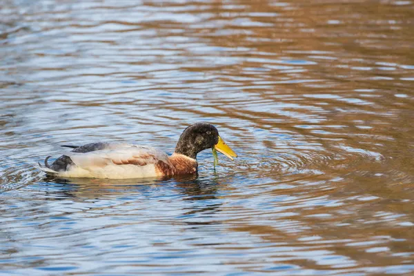 Male Female Ducks Swim Water Pond Setting Sun — Stock Photo, Image