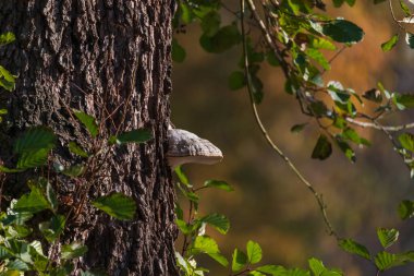 Olgun bir ağacın kabuğunda asalak mantarı.