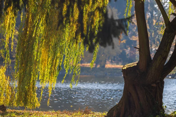 Ein Grüner Zweig Einer Weide Hängt Einem Teich Boden — Stockfoto