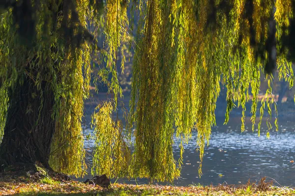 Ein Grüner Zweig Einer Weide Hängt Einem Teich Boden — Stockfoto