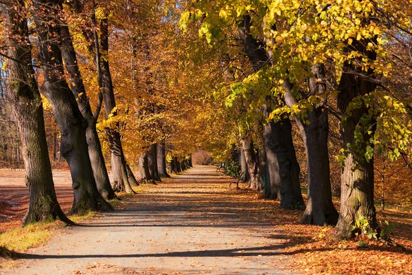 Park path lined with trees. Tree alley next to the pond.