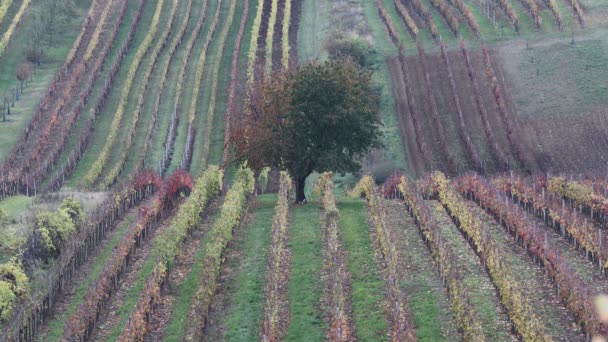 Time Lapse Video Vineyard Landscape Village Cejkovice Czech Republic Hares — Stock Video