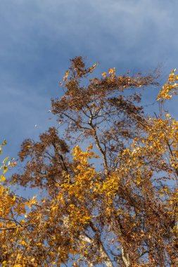 Yapraklı ağaç tacı. Arka planda mavi gökyüzü var.