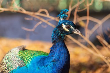 Renkli bir tavus kuşu kafasının portresi. Tavus kuşunun kafasında bir taç var..