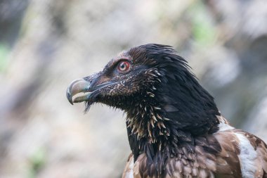 Sakallı Akbaba - Gypaetus Barbatus - kavisli gagalı büyük bir kuş bir kayanın üzerinde duruyor. 