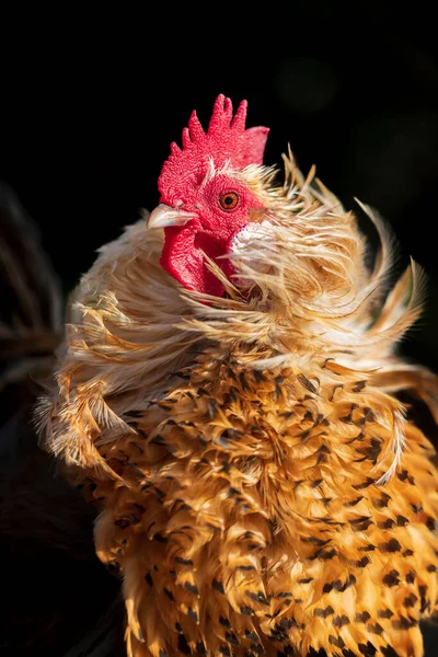 一只小的彩色观赏性公鸡有一个红色的梳子 — 图库照片