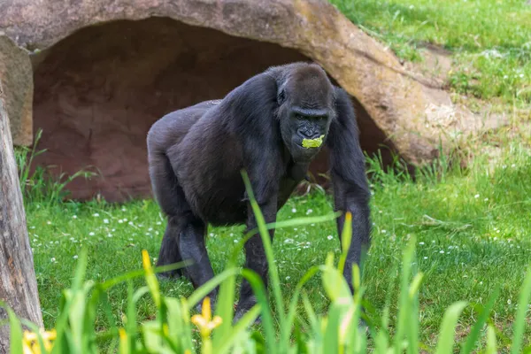 Gorila Retrato Mono Adulto Hábitat Natural — Foto de Stock