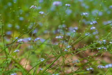 Unutma beni. Sarı yapraklı, mavi yapraklı küçük bir çiçek..