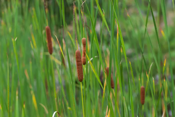 Decorative Plant Orobinec Cigar Grows Shore Pond Wilderness — Stock Photo, Image