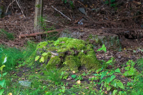 緑の苔である大きな切り株 — ストック写真