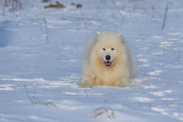 サモイド サモイドの美しい品種シベリアの白い犬 犬は茂みのそばの雪の道に立っていて 舌を出している — ストック写真