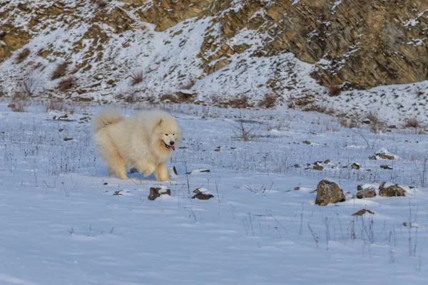 サモイド サモイドの美しい品種シベリアの白い犬 犬は茂みのそばの雪の道に立っていて 舌を出している — ストック写真