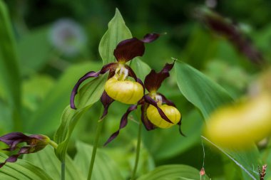 Cypripedium calceolus güzel sarı çiçek yeşil arka planda güzel bokeh