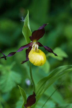 Cypripedium calceolus güzel sarı çiçek yeşil arka planda güzel bokeh