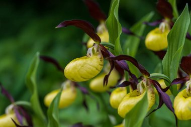Cypripedium calceolus güzel sarı çiçek yeşil arka planda güzel bokeh