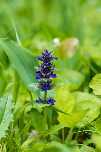 Blauviolette Blume Auf Grünem Hintergrund Wald — Stockfoto