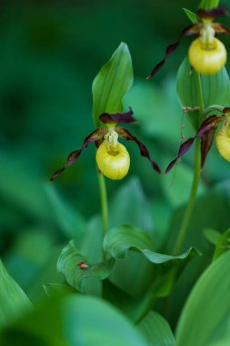 Cypripedium calceolus güzel sarı çiçek yeşil arka planda güzel bokeh