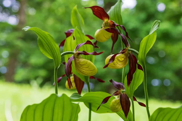 Cypripedium calceolus güzel sarı çiçek yeşil arka planda güzel bokeh
