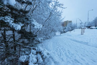 Şehrin karlı manzarası. Ağaçlarda, yolda ve arabada kar var..