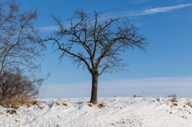 Çek Cumhuriyeti 'nin Avrupa' daki karlı ve yuvarlanan manzarası. Beyaz bulutlu mavi gökyüzü.