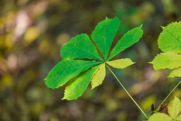 Zielony Liść Kasztanowca Zielonym Tle — Zdjęcie stockowe