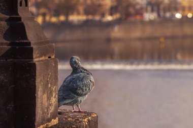 Vltava nehrinin yukarısındaki bir heykelin üzerinde batan güneşin üzerinde bir güvercin oturuyor.