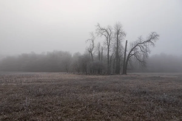 Paysage Hivernal Avec Brouillard Vieux Arbres Solitaires Dans Prairie — Photo