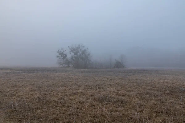 Winter Landscape Fog Old Solitary Trees Meadow — Stock Photo, Image