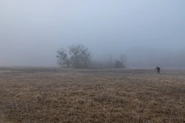 Paysage Hivernal Avec Brouillard Vieux Arbres Solitaires Dans Prairie — Photo