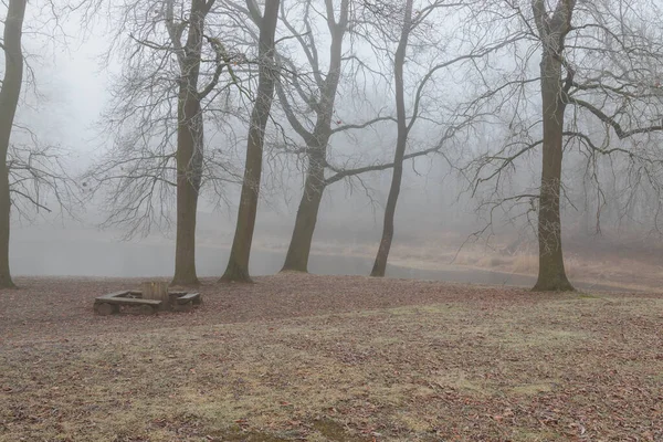 Paysage Hivernal Avec Brouillard Vieux Arbres Solitaires Dans Prairie — Photo