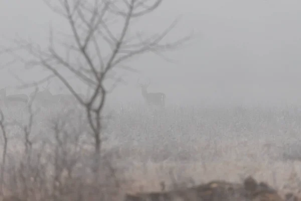 Τοπίο Στην Ομίχλη Ανάμεσα Στα Δέντρα Στην Ομίχλη Είναι Ελάφια — Φωτογραφία Αρχείου