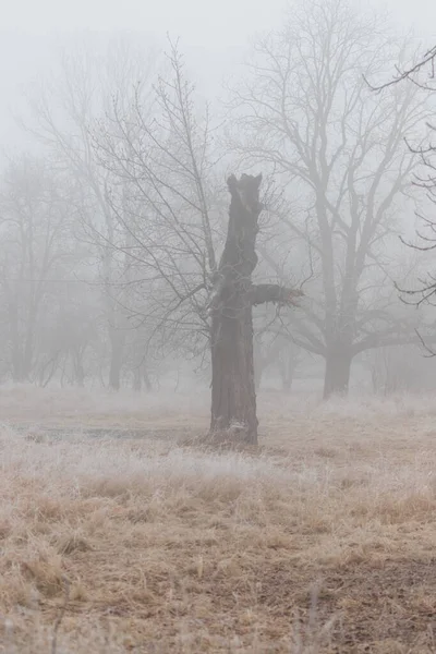 Winterlandschaft Mit Nebel Auf Der Wiese Stehen Alte Einsame Bäume — Stockfoto