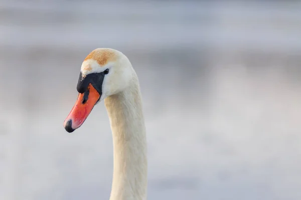 Portrait Wild Swan Head Background Frozen Lake — стоковое фото