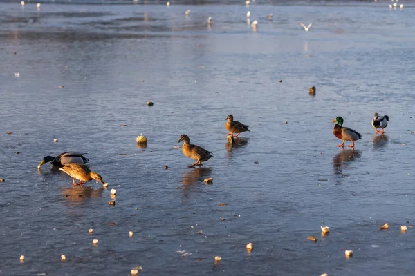 Kış Manzarası Donmuş Göl Buzun Üzerinde Vahşi Ördekler Var — Stok fotoğraf