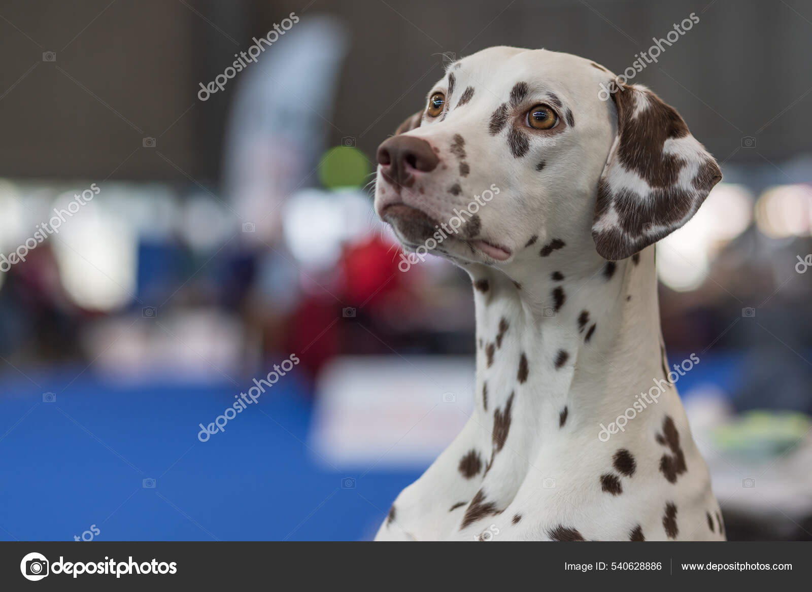 White Dog With Black Spots