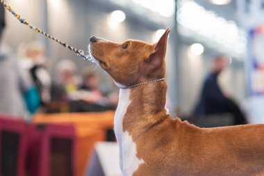Beyaz önlüklü kahverengi bir köpek tasmalı..