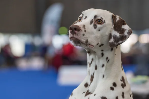 Big white dog with black spots - Dalmatian is in the corral.