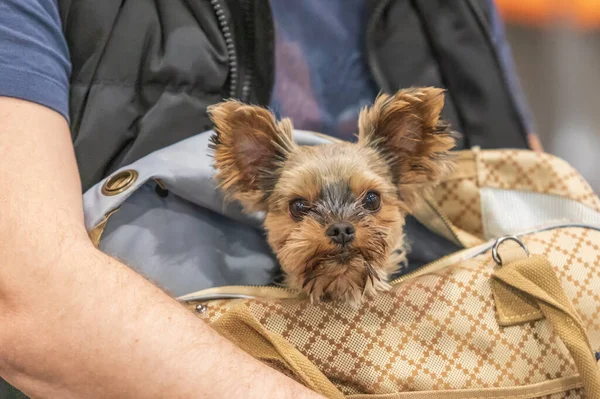 Small breed dog Yorkshire Terrier. The dog is in the bag in his arms.