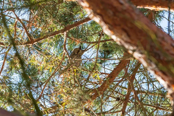 Owl Asio Otus Long Eared Owl Resting Day Branches Evergreen — стокове фото