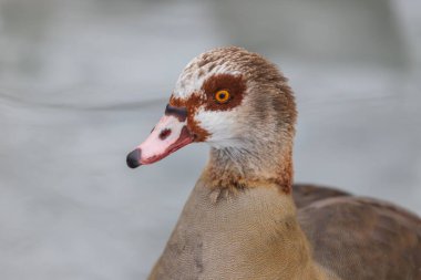 Portrait of a duck. Winter pond landscape background.