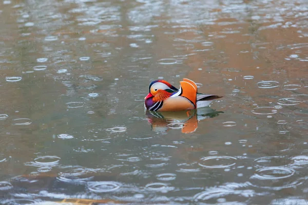 Colorful Mandarin Duck Swims Water — стоковое фото