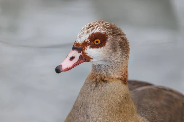 Portrait Duck Winter Pond Landscape Background — Stock fotografie