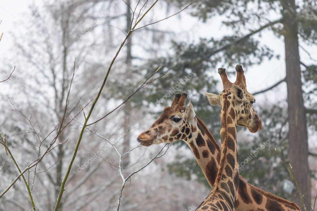 Two Rothschild giraffes have their heads together.