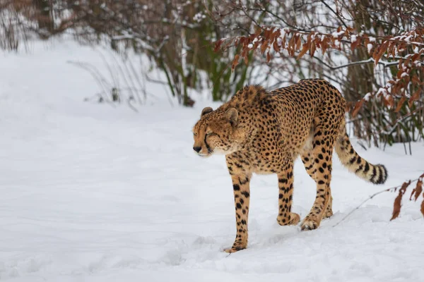 Cheetah Acinonyx Jubatus Winter Open Landscape Snow — стоковое фото