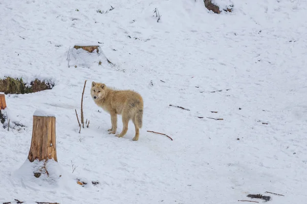 Lobo Blanco Paisaje Invernal Está Parado Nieve —  Fotos de Stock